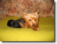 Jork��rsk� terier, Yorkshire Terrier,