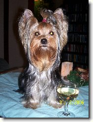 Jork��rsk� terier, Yorkshire Terrier,