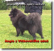 Deutscher spitz - Grossspitz, German Spitz � Giant Spitz