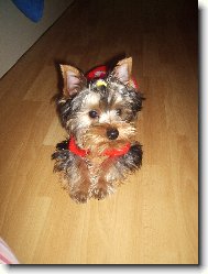 Jork��rsk� terier, Yorkshire Terrier,