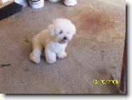 Bichon � poil fris�, Bichon Frise