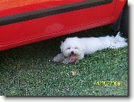 Bichon � poil fris�, Bichon Frise