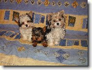 Jork��rsk� terier, Yorkshire Terrier,