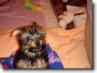 Jork��rsk� terier, Yorkshire Terrier,