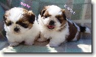�icu, Shih-Tzu