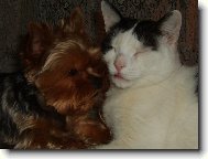 Jork��rsk� terier, Yorkshire Terrier,