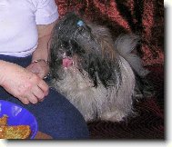 �icu, Shih-Tzu