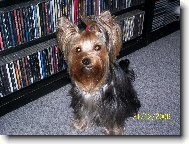 Jork��rsk� terier, Yorkshire Terrier,
