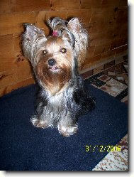Jork��rsk� terier, Yorkshire Terrier,