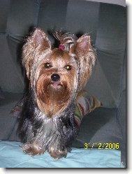 Jork��rsk� terier, Yorkshire Terrier,