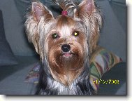 Jork��rsk� terier, Yorkshire Terrier,