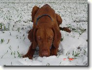 R�vidsz�r� Magyar Vizsla, Hungarian Short-haired Pointing Dog