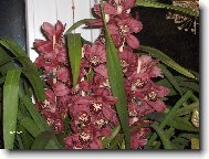 Cymbidium orchid