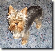 Jork��rsk� terier, Yorkshire Terrier,