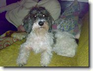 Petit Basset griffon vend�en, Petit Basset Griffon Vendeen