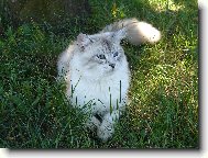 Neva cat, Neva Masquarade