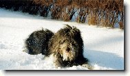 H�ja krasavec z Neratovic
