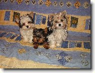 Jork��rsk� terier, Yorkshire Terrier,