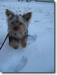 Jork��rsk� terier, Yorkshire Terrier,