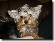 Jork��rsk� terier, Yorkshire Terrier,