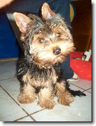 Jork��rsk� terier, Yorkshire Terrier,