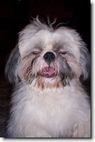 �icu, Shih-Tzu