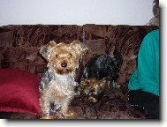 Jork��rsk� terier, Yorkshire Terrier,