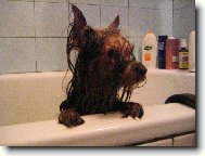 Jork��rsk� terier, Yorkshire Terrier,