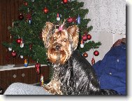 Jork��rsk� terier, Yorkshire Terrier,