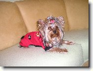 Jork��rsk� terier, Yorkshire Terrier,