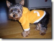 Jork��rsk� terier, Yorkshire Terrier,