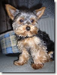 Jork��rsk� terier, Yorkshire Terrier,