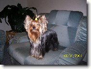 Jork��rsk� terier, Yorkshire Terrier,