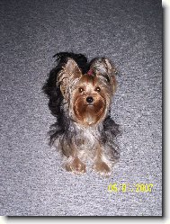 Jork��rsk� terier, Yorkshire Terrier,