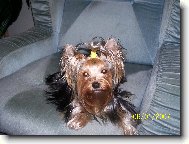 Jork��rsk� terier, Yorkshire Terrier,