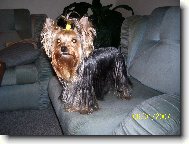 Jork��rsk� terier, Yorkshire Terrier,