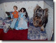 Jork��rsk� terier, Yorkshire Terrier,