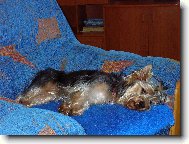 Jork��rsk� terier, Yorkshire Terrier,