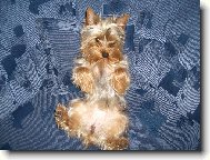 Jork��rsk� terier, Yorkshire Terrier,