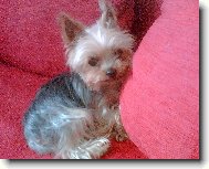 Jork��rsk� terier, Yorkshire Terrier,
