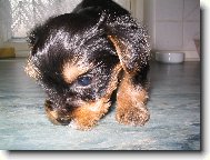 Jork��rsk� terier, Yorkshire Terrier,