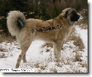 Coban C�pegi