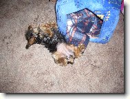 Jork��rsk� terier, Yorkshire Terrier,