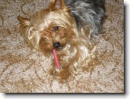 Jork��rsk� terier, Yorkshire Terrier,