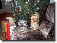 Jork��rsk� terier, Yorkshire Terrier,