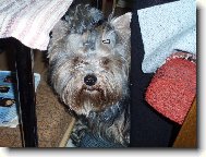 Jork��rsk� terier, Yorkshire Terrier,