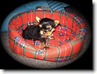 Jork��rsk� terier, Yorkshire Terrier,