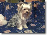 Jork��rsk� terier, Yorkshire Terrier,