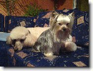 Jork��rsk� terier, Yorkshire Terrier,