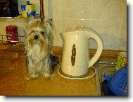 Jork��rsk� terier, Yorkshire Terrier,